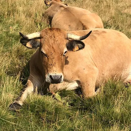 Renove Prive Proche De Toutes Commodites Et Loisirs, Place Parking Inclus * La Bourboule